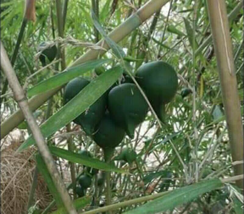 台灣的未來是大好?大壞？結果？二