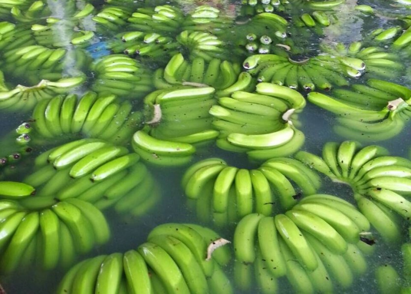 香蕉價格低迷 高雄市型農協助蕉農高於市價20%收購青蕉