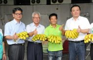 訪視旗山香蕉採收現況 代理市長許立明：外銷成果加倍