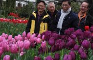杉林溪引進鬱金香 南投縣長林明溱邀民眾賞花海