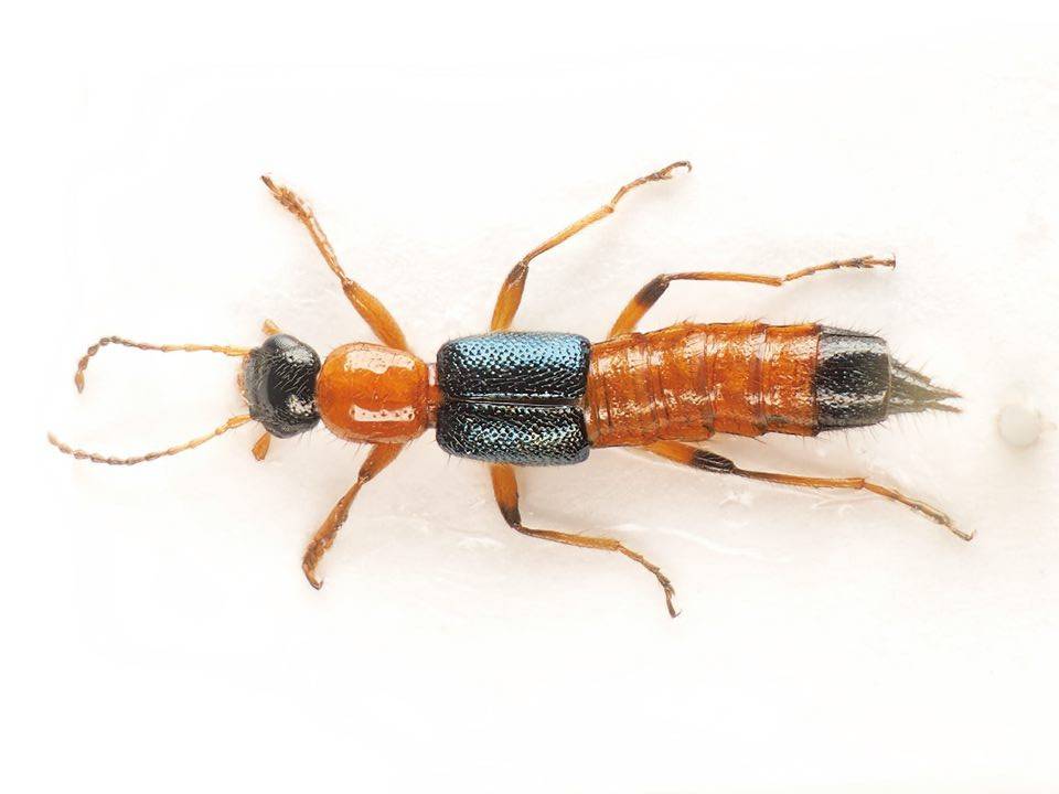 高雄市農業局籲請農民加強防範疫病防治