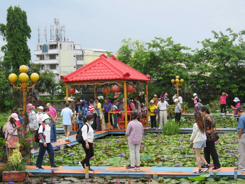台南九品蓮花生態教育園區 五百餘種珍稀蓮花綻放
