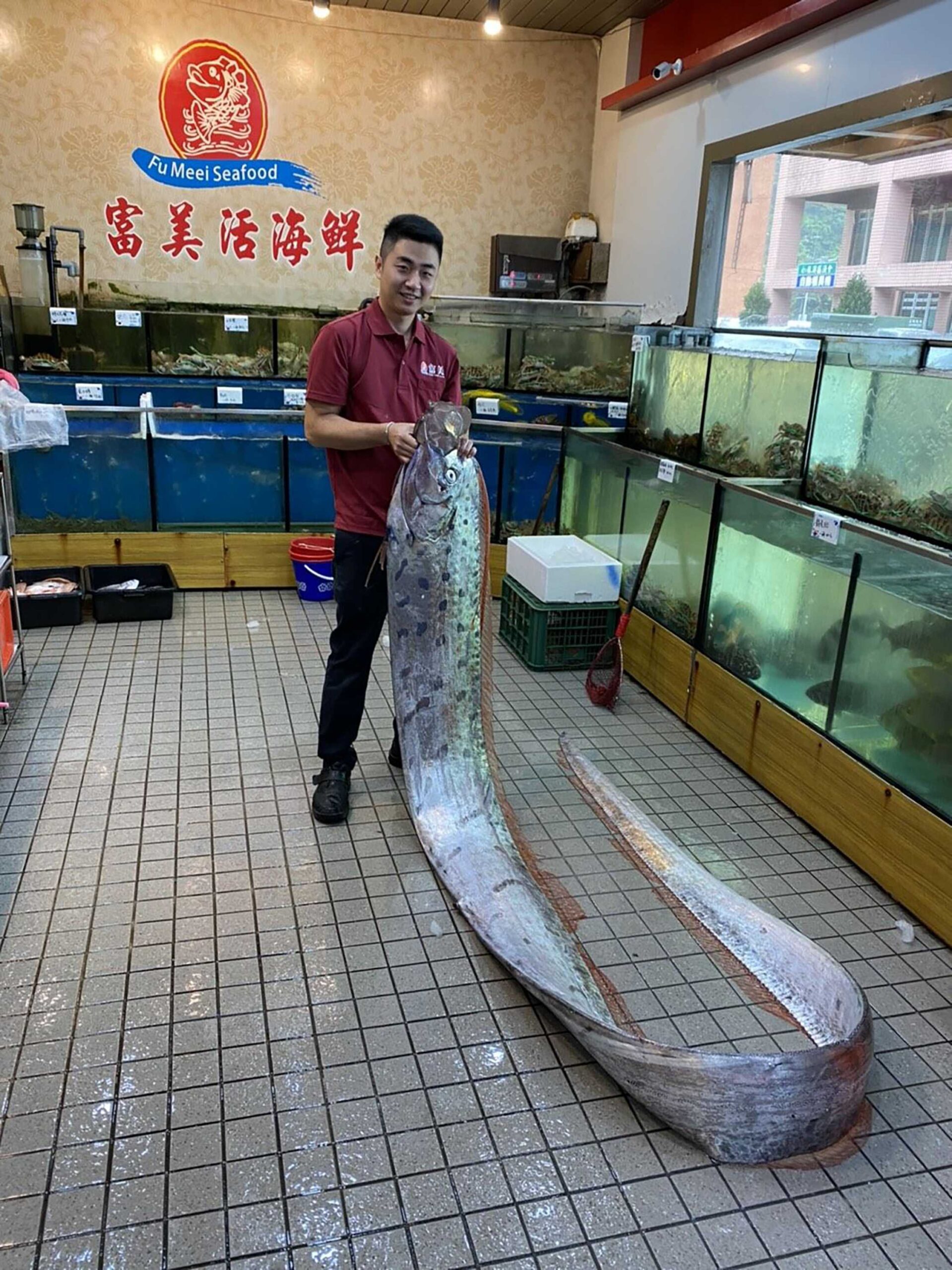 宜蘭漁民在東澳捕獲地震魚 長近五公尺