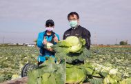 台南市長黃偉哲挺菜農 號召企業團體認購高麗菜做公益