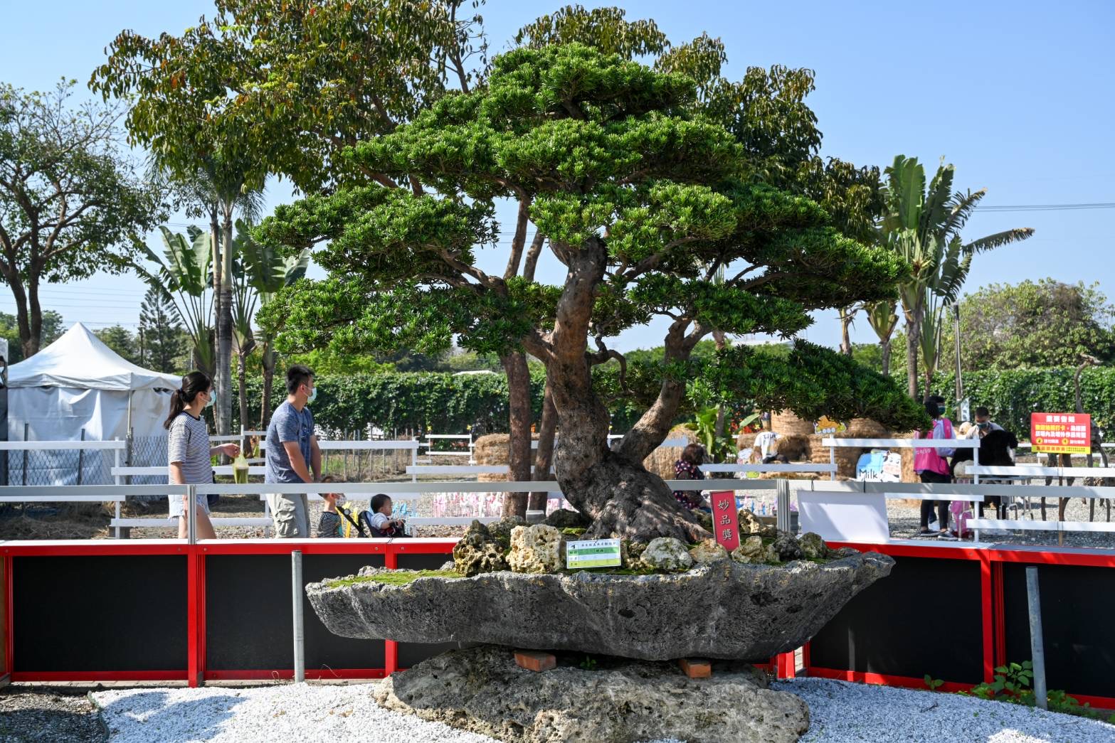 屏東熱博吸客逾70萬人 百萬超大盆景技壓群雄