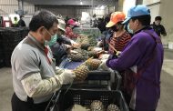 高雄鳳梨今年輸日外銷量 預估將成長三倍