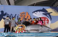 2022屏東第一鮪開紅盤 縣長潘孟安擔任拍賣官 單價10,100元創新高