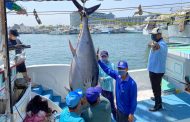 2022屏東東港黑鮪魚季第一鮪確認 十日熱鬧拍賣