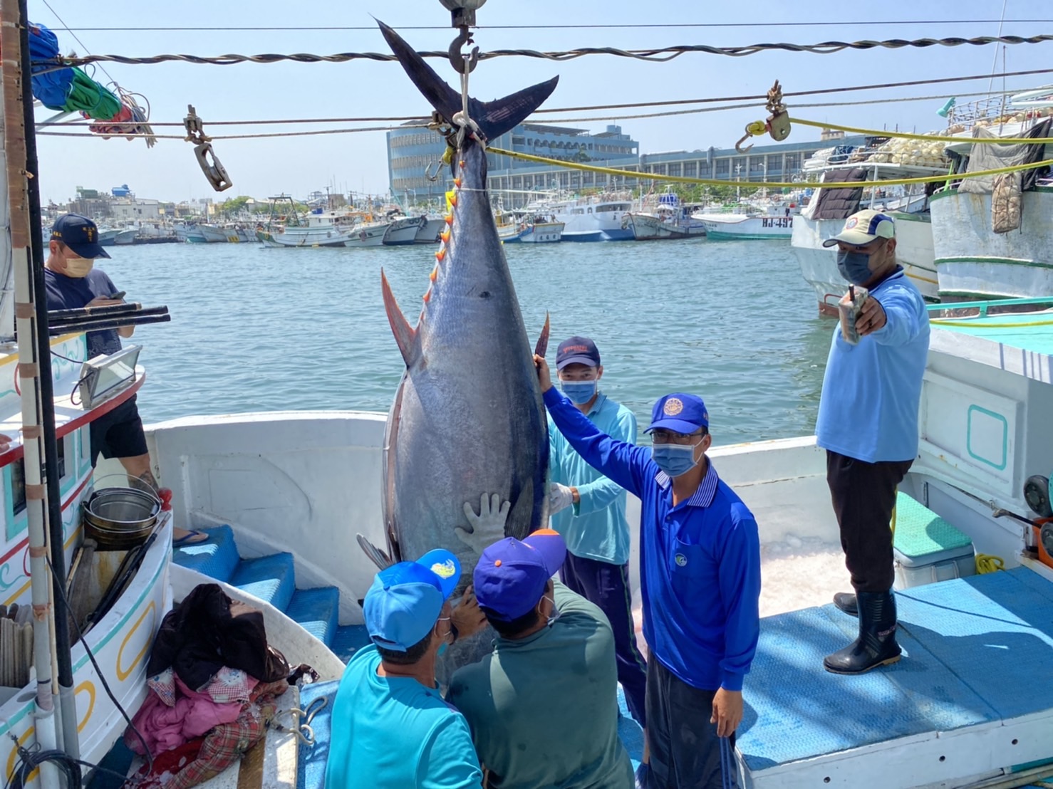2022屏東東港黑鮪魚季第一鮪確認 十日熱鬧拍賣