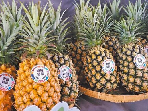 大陸停止輸入台灣鳳梨 雲林縣追加收購一千七百萬公噸加工