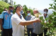 苗栗縣葡萄、瓜果及紅棗嚴重農損 徐耀昌指示加速爭取天災現金救助