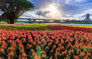 台北市首波河濱花海登場 延平河濱八萬盆花怒放