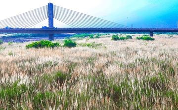 高屏溪埔、月世界菅芒花盛開 白茫茫花海非常壯觀