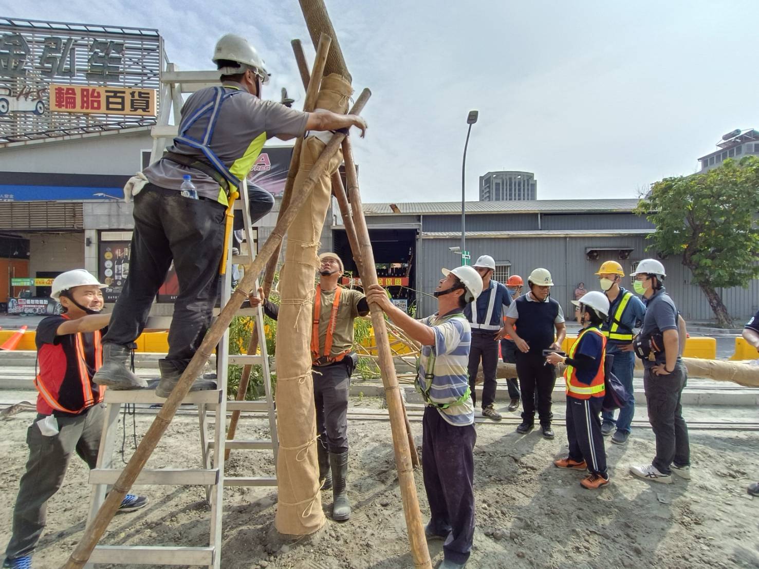 高雄輕軌年底成圓 沿線補植雨豆樹增加綠蔭