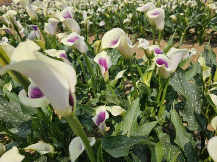 桃園2024溪海花卉農遊趣 17萬株各式草花3月30日登場