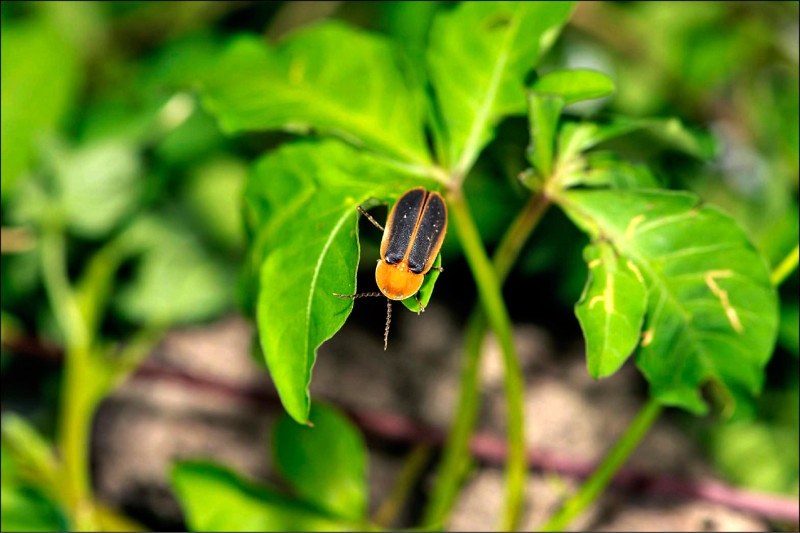 美濃文化生態散步策4月9日啟用 散步新秘境