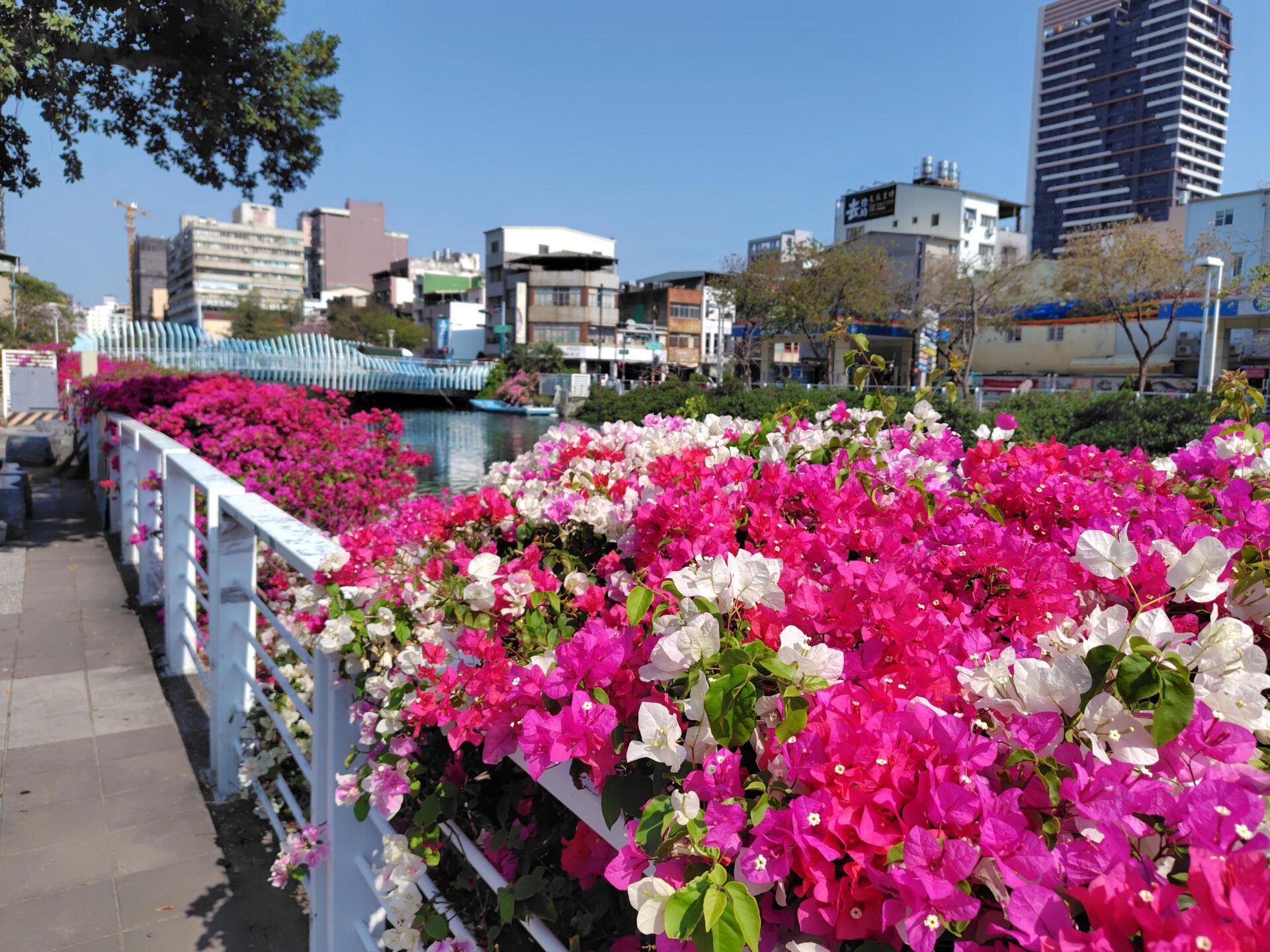 市區九重葛蔓延綻放 高雄各地繽紛花海美不勝收
