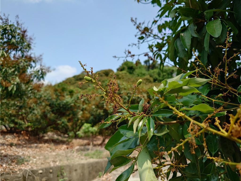 高雄大樹玉荷包著果率低農民悲嘆血本無歸
