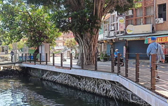 高雄六龜原生山茶野香甘醇 日人組團取經