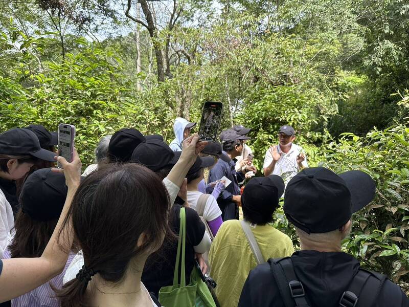 高雄六龜原生山茶野香甘醇 日人組團取經