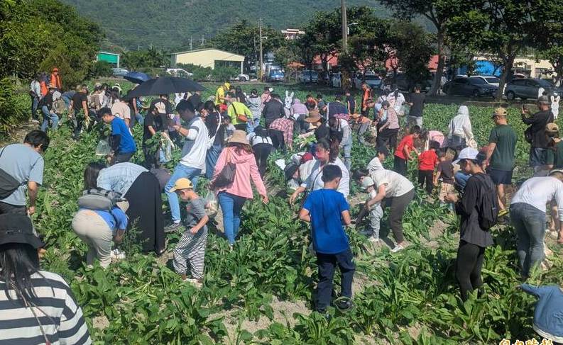 人潮擠爆美濃白玉蘿蔔節 最新鮮的農產帶回家