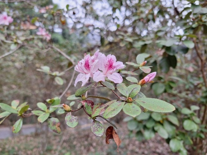 興大攜手杉林溪、嘉大 深度復育台灣特有種「埔里杜鵑」