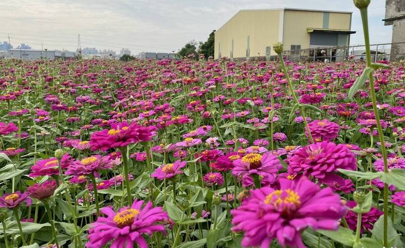 高雄大寮花田盛開 預告紅豆花田季即將登場