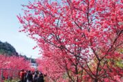 后里泰安櫻花季2/27粉嫩登場 賞櫻、賞燈一次滿足