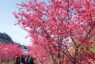后里泰安櫻花季2/27粉嫩登場 賞櫻、賞燈一次滿足