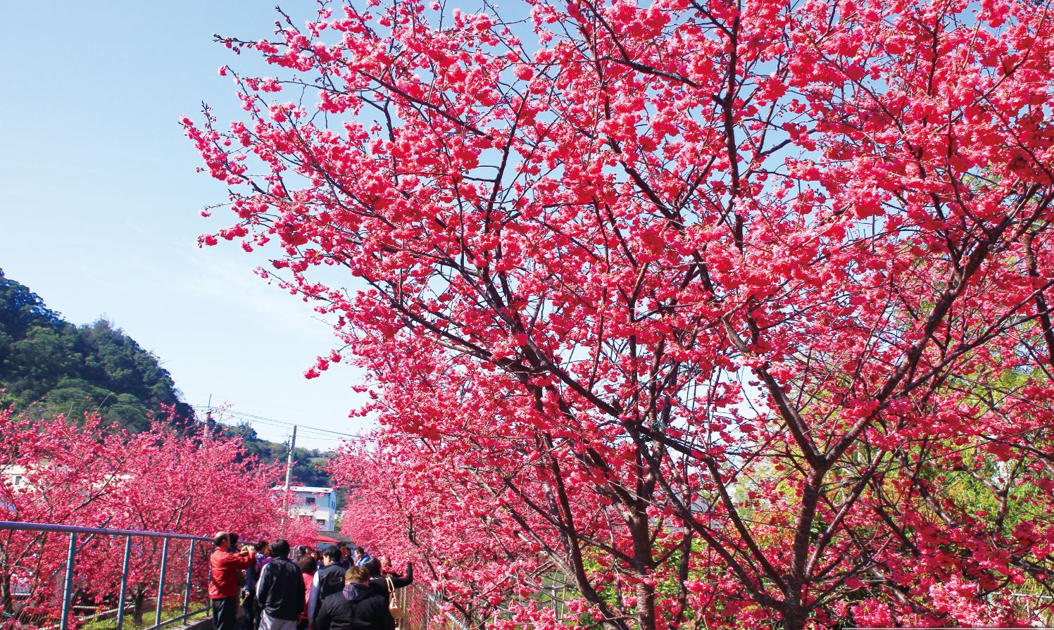 后里泰安櫻花季2/27粉嫩登場 賞櫻、賞燈一次滿足