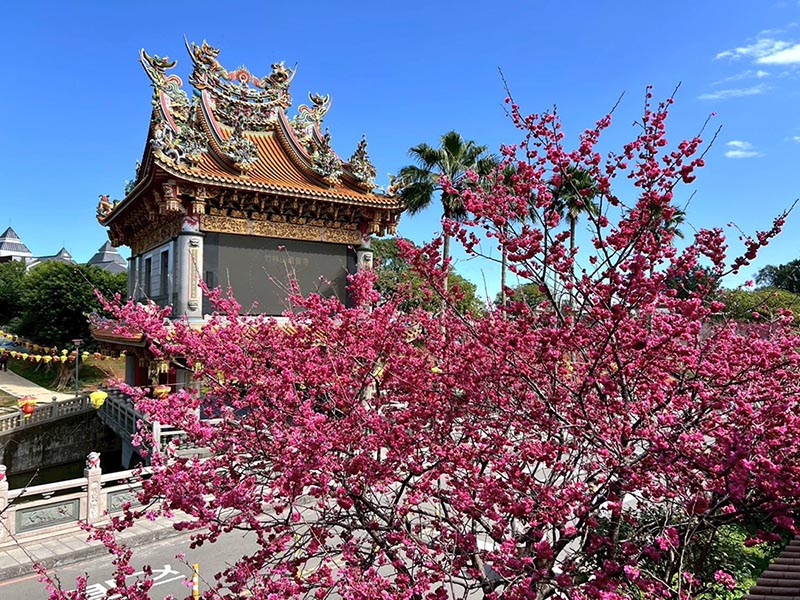 春暖花開迎好運 林口竹林山寺賞櫻祈福一次滿足