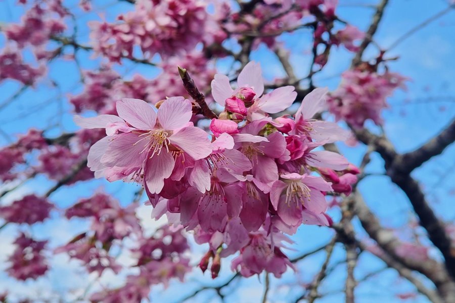 阿里山花季3月10日展開 例假日上午6~11點實施交管