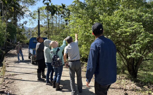 高雄青梅農損救助 3月19日起受理申請