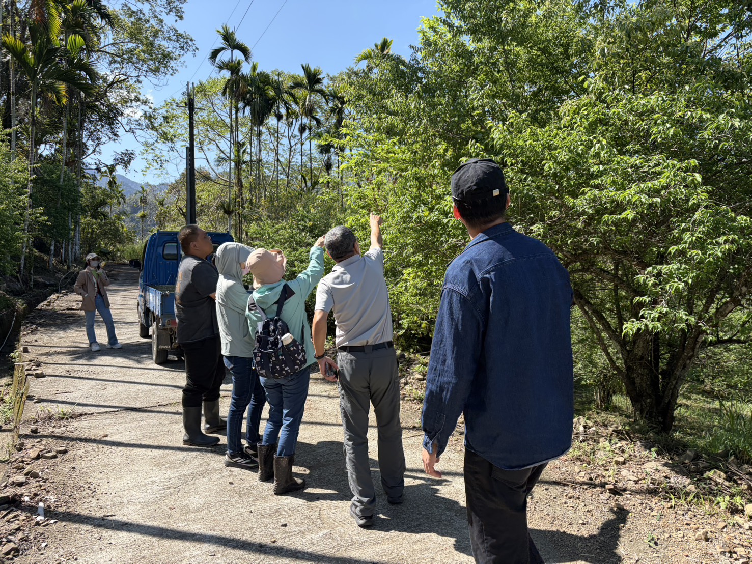 高雄青梅農損救助 3月19日起受理申請