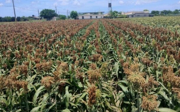 農糧署鼓勵農友轉作高粱 提升國內雜糧產業競爭力