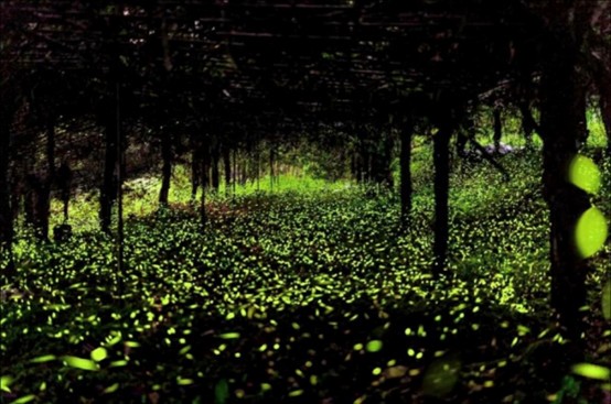 那瑪夏賞螢暨水蜜桃季 邀民眾體驗生態農遊