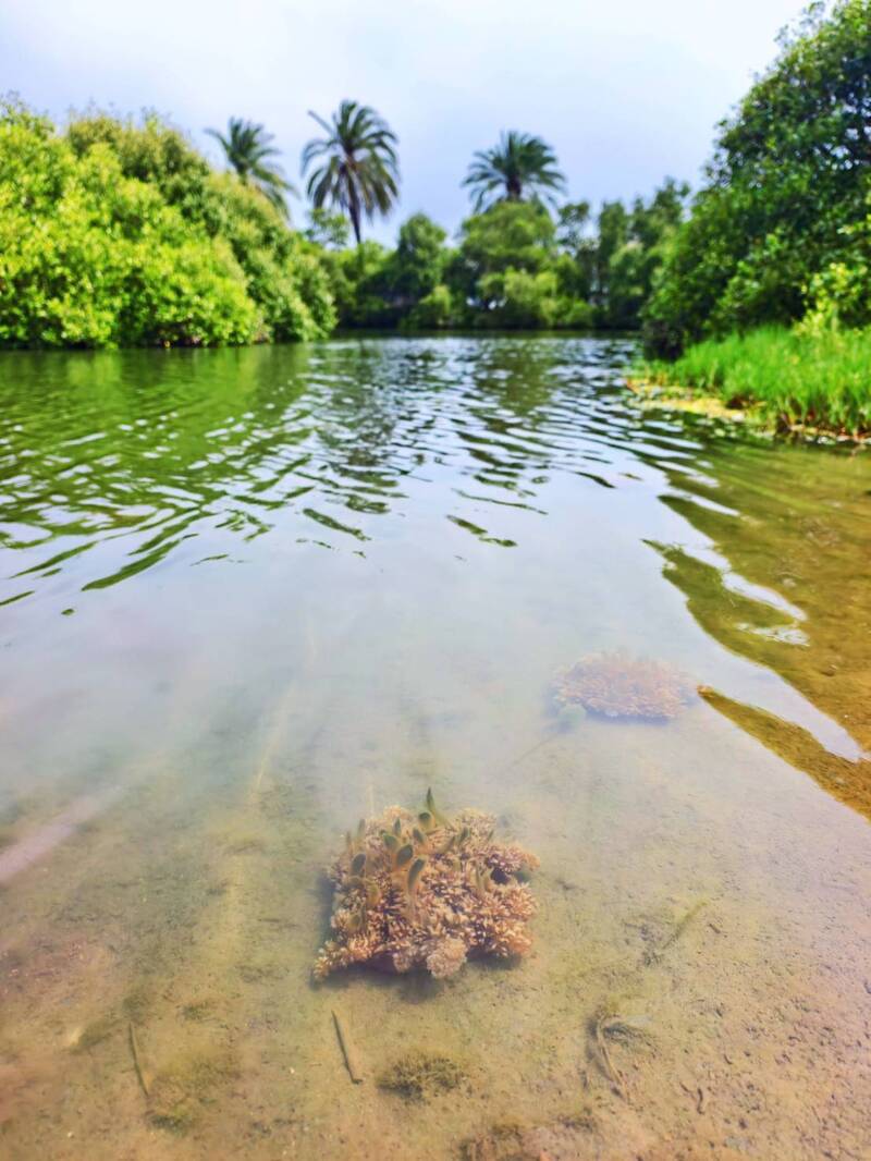 高雄水母湖水質突然清澈 有利水母生長