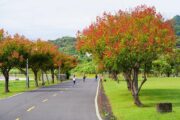 新北河濱台灣欒樹換上新裝 粉紅蒴果妝點秋季美景